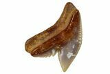 Fossil Tiger Shark Tooth (Galeocerdo) - Angola #259460-1